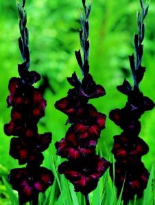Gladiolus Black Star
