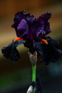 Iris, Draculas Kiss